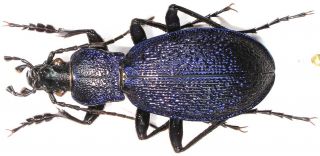 6.  Carabidae - Carabus (megodontus) Caelatus Ssp.  Dalmatinus.  Male