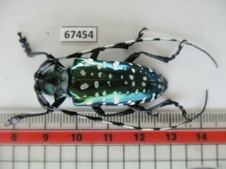 67454 Cerambycidae Sp.  Vietnam.  Lai Chau