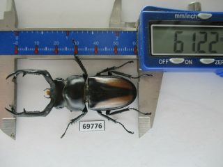 69776 Lucanidae: Rhaetulus Crenatus.  Vietnam North.  61mm