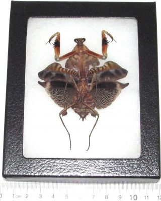 Real Framed Praying Mantis Deroplatys Lobata Dead Leaf Mantis Female Dark Form