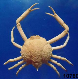 Peeble Crab Tanaoa Serenei Crab Taxidermy Oddities
