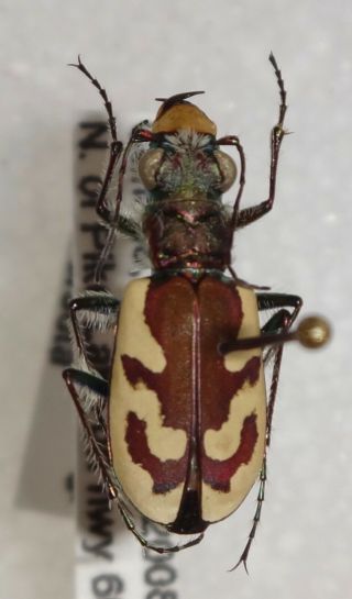 Cicindelinae Cicindela Lengi Versuta Canada 10i Tiger Beetle Insect