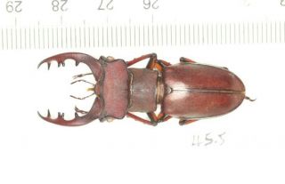 Lucanidae Lucanus Kirchneri Fujian 45.  5mm