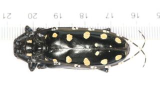 Cerambycidae Cerambycinae Anoplophora From Guangxi (6)