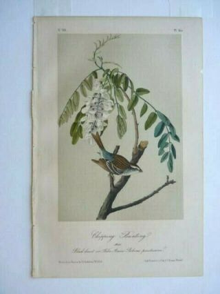 Chipping Bunting John James Audubon Color Print 1850s Octavo Edition Plate 165