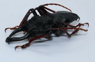 Cerambycidae,  Prioninae,  Prionacalus Cacicus Xxl Male 65 Mm
