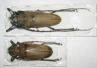 Batocera Numutor Ferruginea Pair With Male 77mm Female 68mm (cerambycidae)