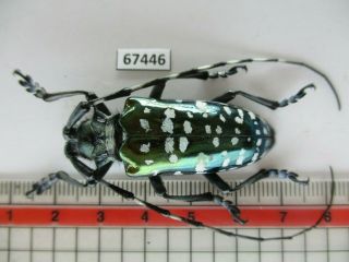 67446 Cerambycidae Sp.  Vietnam.  Lai Chau