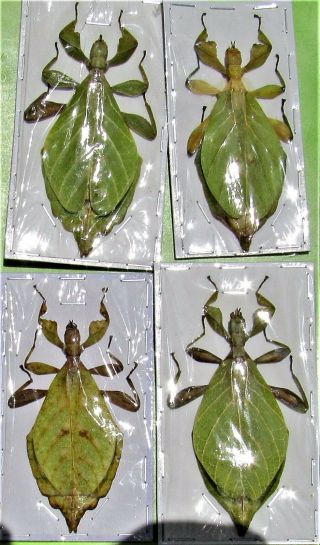 One Rare Jacobsons Leaf Mimic Phyllium Jacobsoni Female Near 3” Fast From Usa