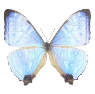 One Real Butterfly Blue Pink Purple Morpho Sulkowski Unmounted Wings Closed