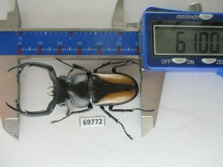 69772 Lucanidae: Rhaetulus Crenatus.  Vietnam North.  61mm