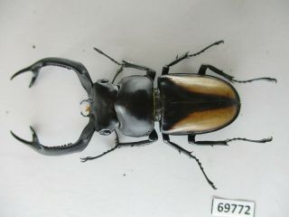69772 Lucanidae: Rhaetulus crenatus.  Vietnam North.  61mm 2