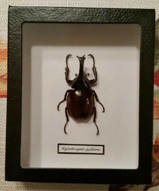 Real Framed Xylotrupes Gideon In Black Faux Leather Shadow Box