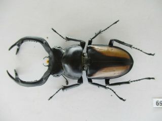 69818 Lucanidae: Rhaetulus crenatus.  Vietnam North.  62mm 2