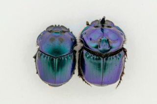 Scarabaeidae,  Phanaeus Sp.  Brasil Pair.