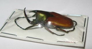 Theodosia Nobuyukii Male 28mm (cetoniinae)