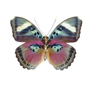One Real Butterfly Pink Euphaedra Verso Africa Unmounted Wings Closed
