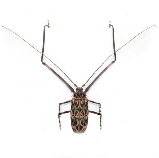 One Real Acrocinus Longimanus Harlequin Beetle Male Unmounted Packaged Peru