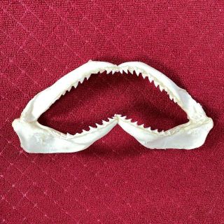 8 - 1/2 " Inch Shark Jaw Taxidermy Sharp Teeth Real Item Possible Reef Shark Mouth