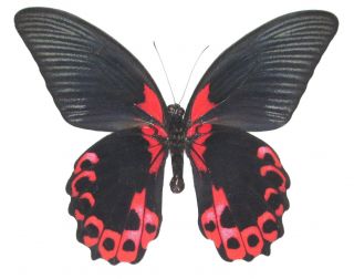 One Real Butterfly Red Black Papilio Rumanzovia Philippines Wings Closed