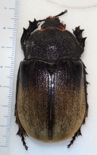 Megasoma Occidentalis 60.  9mm Female Mexico Rhinoceros Beetle Insect Dynastes