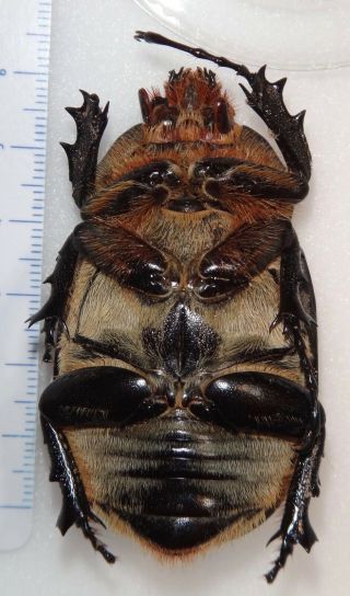 Megasoma occidentalis 60.  9mm Female Mexico Rhinoceros Beetle Insect Dynastes 2