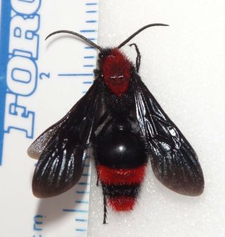 Mutillidae Dasymutilla Occidentalis Male Ca - 44 Red Velvet Ant Cow Killer Insect