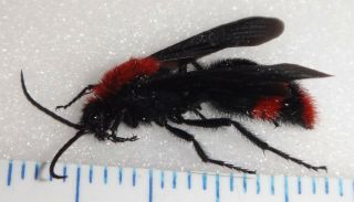 Mutillidae Dasymutilla occidentalis Male CA - 44 Red Velvet Ant Cow Killer Insect 2