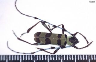 Coleoptera Rosalia Lameerei China S.  Sichuan 16mm.