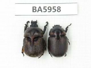 Beetle.  Rutelidae Sp.  Myanmar Border,  N Mt.  Gaoligongshan.  1p.  Ba5958.