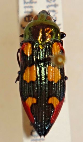Rare Castiarina Species Australia Nn Jewel Beetle Buprestid Calodema
