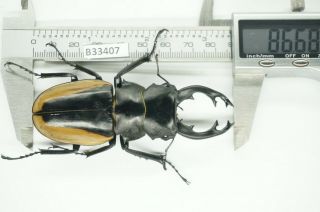 B33407 – Odontolabis Cuvera Fallaciosa Ps.  Beetles,  Insects Yen Bai Vietnam 86mm