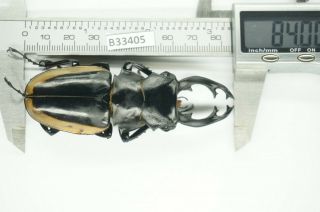 B33405 – Odontolabis Cuvera Fallaciosa Ps.  Beetles,  Insects Yen Bai Vietnam 84mm