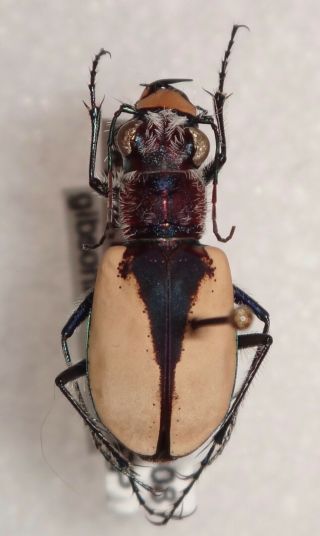Cicindelinae Cicindela Formosa Gibsoni Canada 10e Tiger Beetle Insect