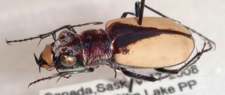 Cicindelinae Cicindela formosa gibsoni Canada 10E Tiger Beetle Insect 2