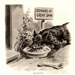 1946 Antique Scottish Terrier Art Print Morgan Dennis Scottie Dog Art 3782 A