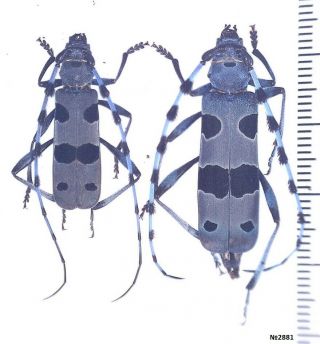 Coleoptera Cerambycidae Rosalia Alpina Russia Pair