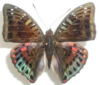 Euthalia Adonia Ssp.  Male From Mt.  Bawang,  Kalimantan,  South Borneo