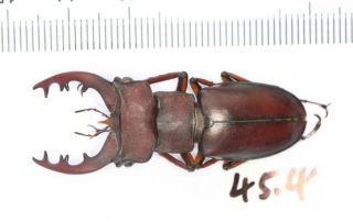 Lucanidae Lucanus Kirchneri Fujian 45.  4mm