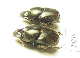 Scarabaeinae,  Onthophagus Mopsus,  Pair,  Afghanistan