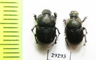 Scarabaeinae,  Onthophagus Kabulicus,  Pair,  Afghanistan