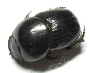 007 Pa : Onthophagus Species? 10.  5mm