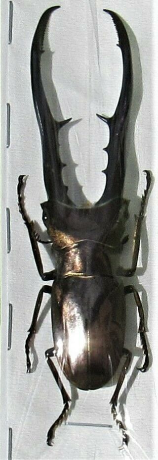Rare Size Staghorn Beetle Cyclommatus Metallifer Finae 80mm Male Fast From Usa