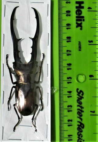Rare Size Staghorn Beetle Cyclommatus metallifer finae 80mm Male FAST FROM USA 2