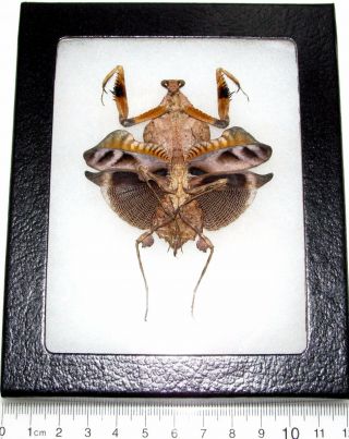 Real Framed Praying Mantis Deroplatys Lobata Dead Leaf Mantis Female