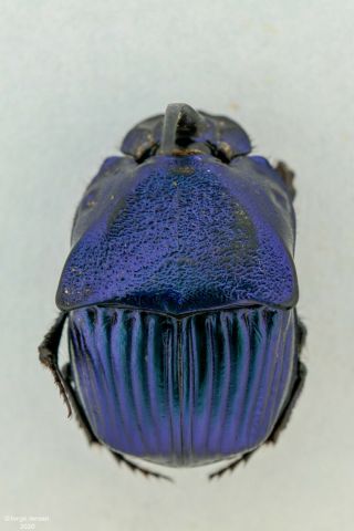 Scarabaeidae,  Phanaeus Sp.  Guatemala,