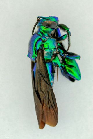 Hymenoptera,  Euglossa Sp.  Colombia