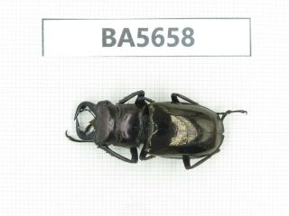 Beetle.  Eolucanus Sp.  Myanmar,  Kechin.  1m.  Ba5658.
