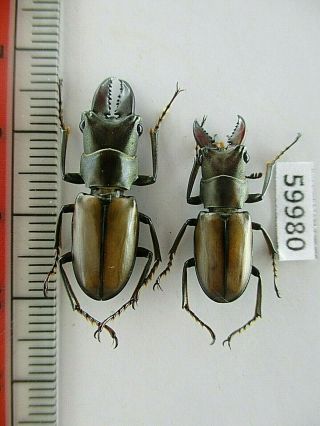 59980 Lucanidae: Cyclommatus Sp.  New?.  Vietnam C.  Kontum