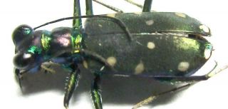 A010 Mi :cicindelidae: Thopeutica Species? Male 10.  5mm